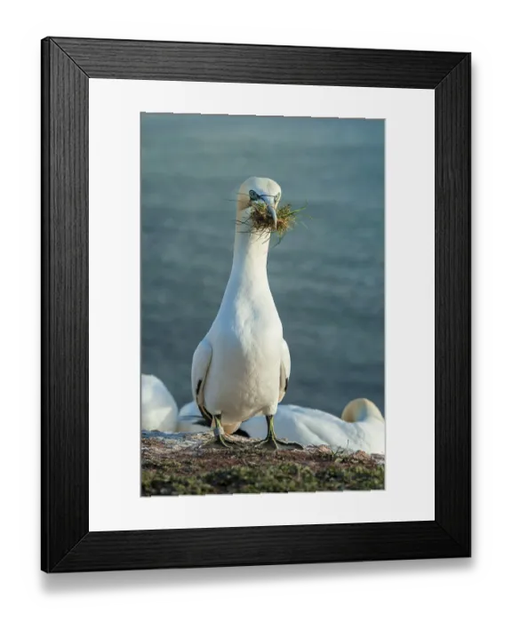 Framed Print : Northern Gannet (Morus bassanus) with nesting material in its beak Framed Print : Northern Gannet (Morus bassanus) with nesting material in its beak