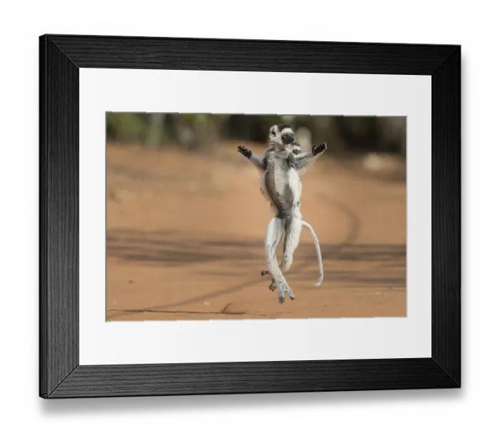 Framed Print : Verreaux's sifaka (Propithecus verreauxi) with young animal