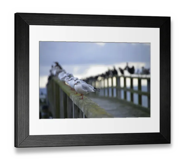 Framed Print : Black-headed gulls (Larus ridibundus) Framed Print : Black-headed gulls (Larus ridibundus)