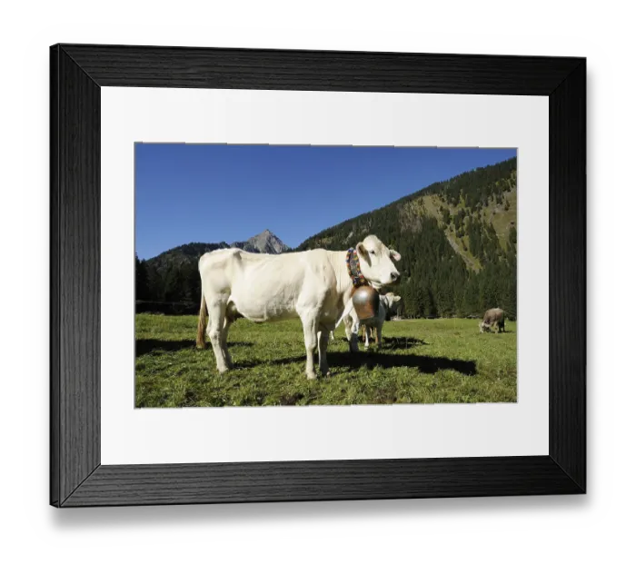 Framed Print : Decorated cows, Almabtrieb, where the cattle are led back from their alpine pasture