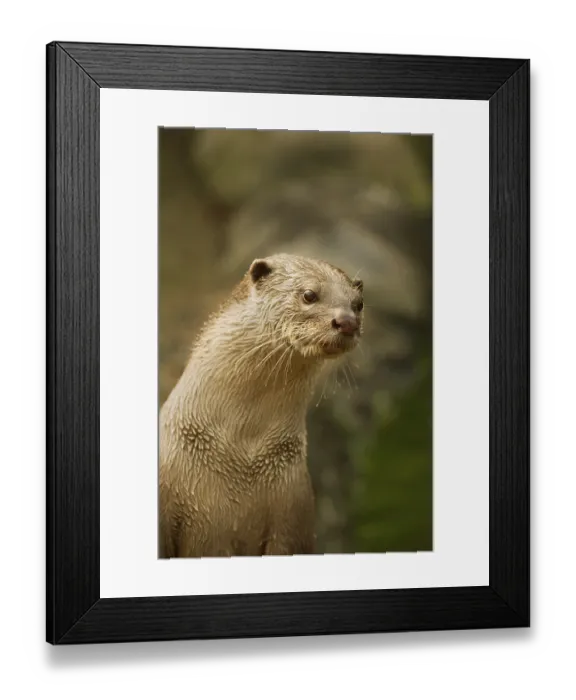 Framed Print : Smooth-coated otter (Lutrogale perspicillata)