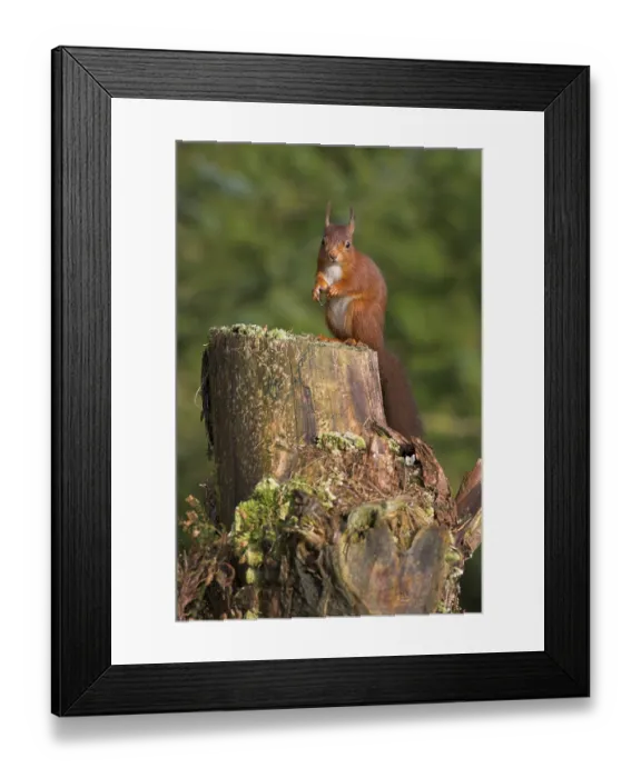 Framed Print : Eurasian red squirrel (Sciurus vulgaris) Framed Print : Eurasian red squirrel (Sciurus vulgaris)