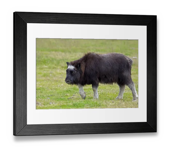 Framed Print : Musk Ox (Ovibos moschatus) young Framed Print : Musk Ox (Ovibos moschatus) young