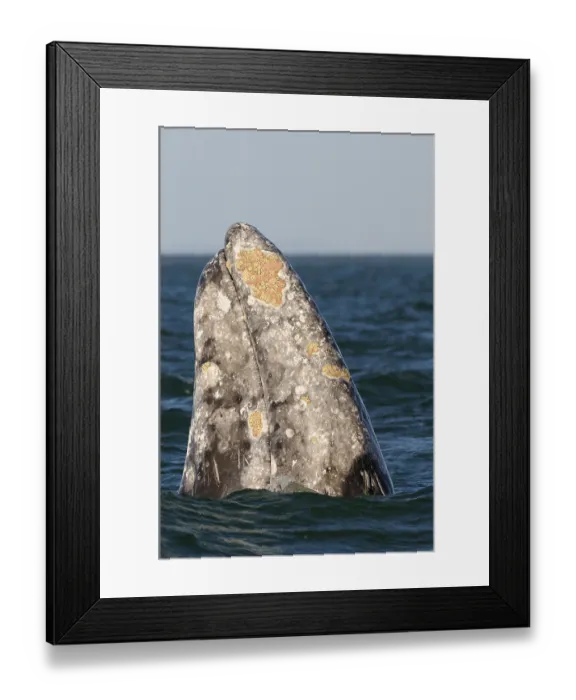 Framed Print : Eschrichtius gibbosus, gray whale (Eschrichtius robustus)