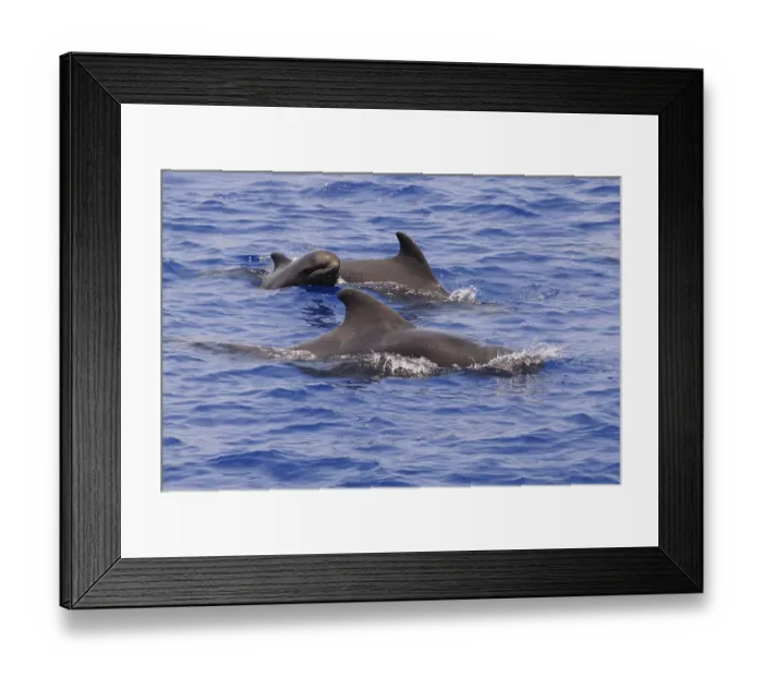 Framed Print : Short-finned Pilot Whale (Globicephala macrorhynchus) adult male