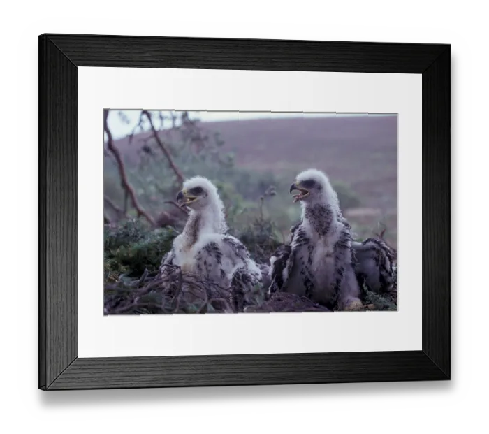 Framed Print : Golden eagle (Aquila chrysaetos) Three-week-old chicks
