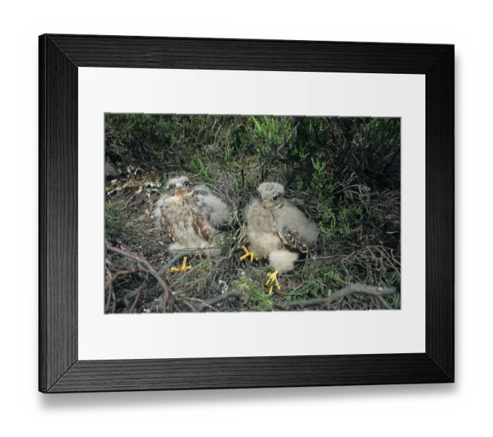 Framed Print : Merlin (Falco columbarius) two chicks Framed Print : Merlin (Falco columbarius) two chicks