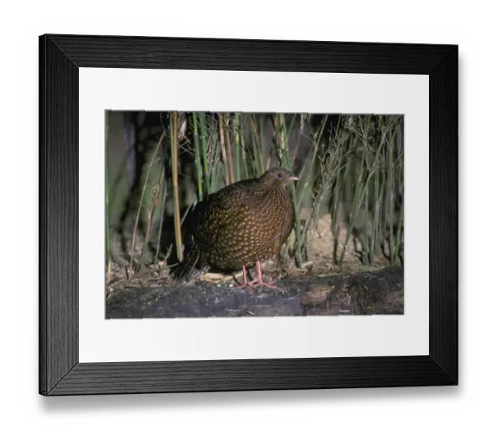 Framed Print : Satyr satyr tragopan (Tragopan satyra) Female
