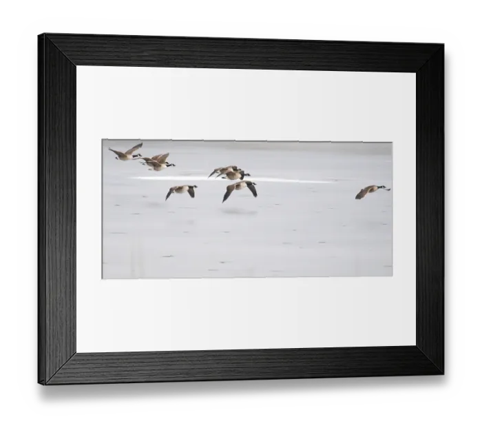Framed Print : Canada goose (Branta canadensis) introduced species Framed Print : Canada goose (Branta canadensis) introduced species