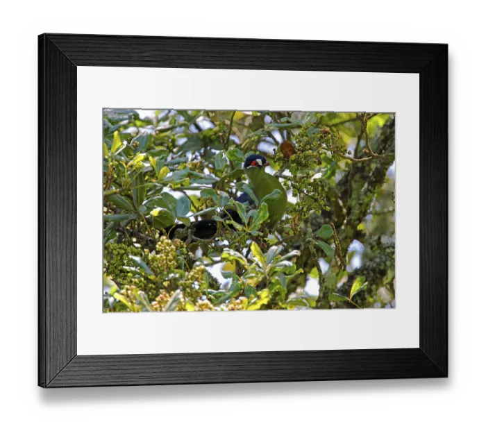 Framed Print : Hartlaub's hartlaub's turaco (Tauraco hartlaubi) adult