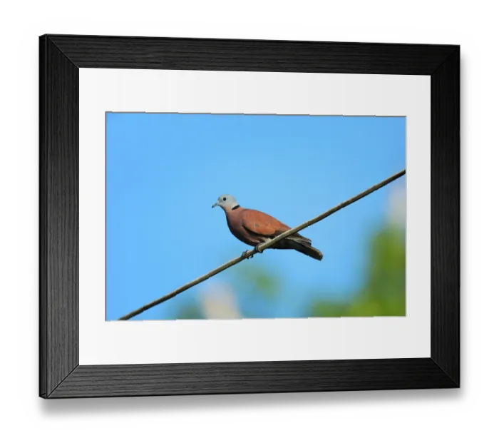 Framed Print : Red Collared-dove (Streptopelia tranquebarica) adult Framed Print : Red Collared-dove (Streptopelia tranquebarica) adult