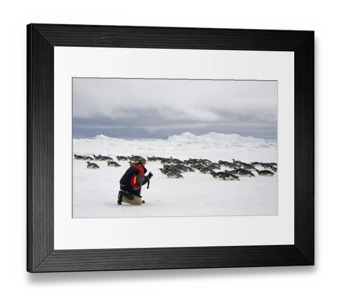 Framed Print : Emperor penguin (Aptenodytes forsteri) adults Framed Print : Emperor penguin (Aptenodytes forsteri) adults