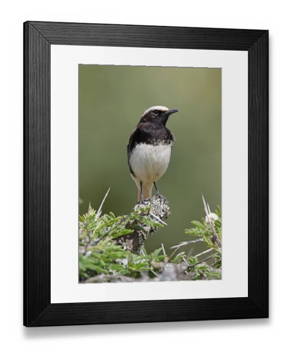 Framed Print : Oenanthe schalowi, Oenanthe lugens schalowi