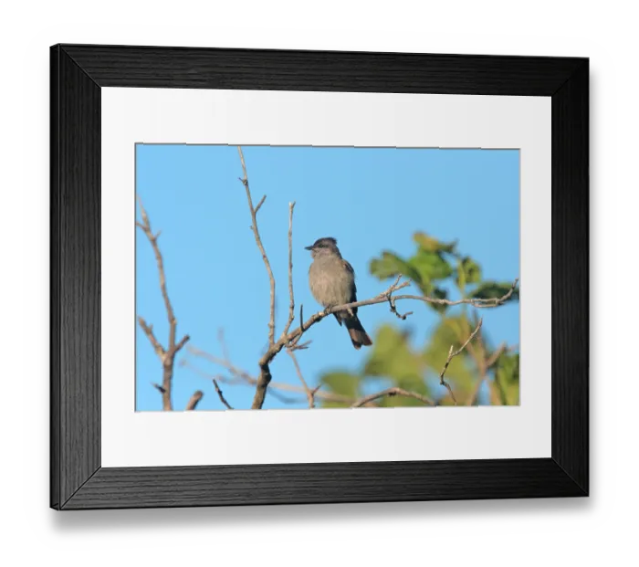 Framed Print : Crowned Slaty Flycatcher (Griseotyrannus aurantioatrocristatus) adult