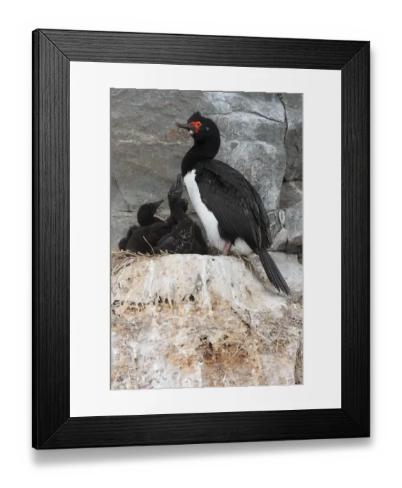 Framed Print : Rock shag (Phalacrocorax magellanicus) Framed Print : Rock shag (Phalacrocorax magellanicus)