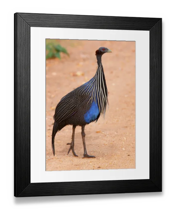 Framed Print : Vulturine guinea fowl, vulturine guinea fowl (Acryllium vulturinum)