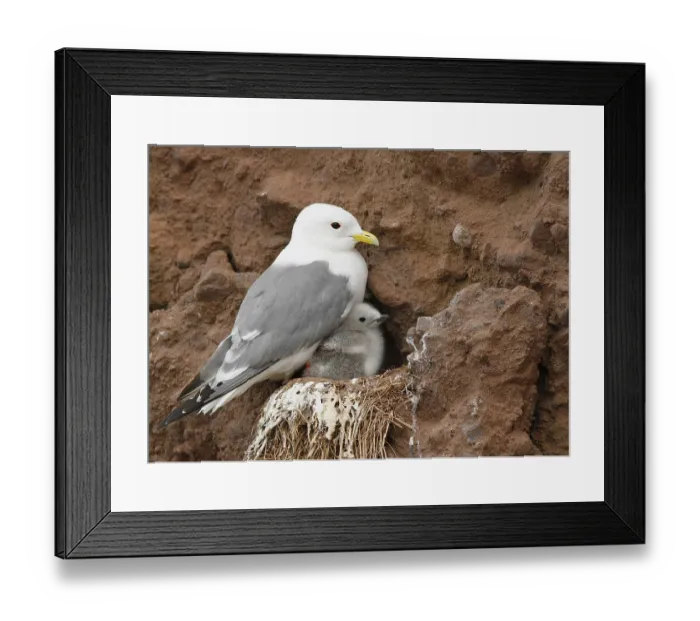 Framed Print : Red-legged Kittiwake (Rissa brevirostris) adult with chick