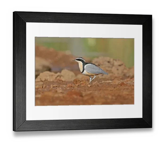Framed Print : Egyptian Plover (Pluvianus aegyptius) adult