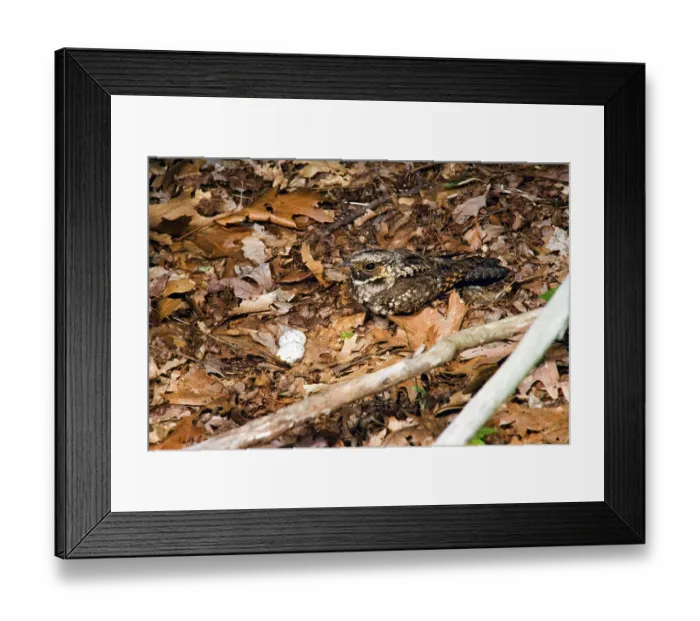 Framed Print : Black-throated Nightjar, Black-throated Nightjar