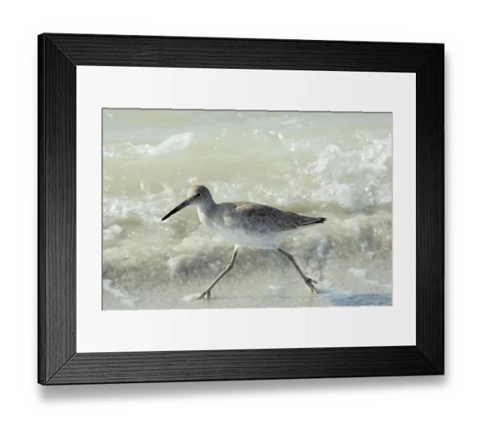 Framed Print : Willet (Catoptrophorus semipalmatus) adult running along shoreline