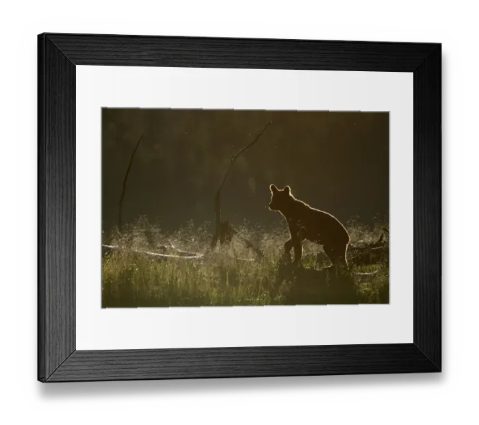 Framed Print : Adult grizzly bear (Ursus arctos horribilis) standing on a log in coastal estuary