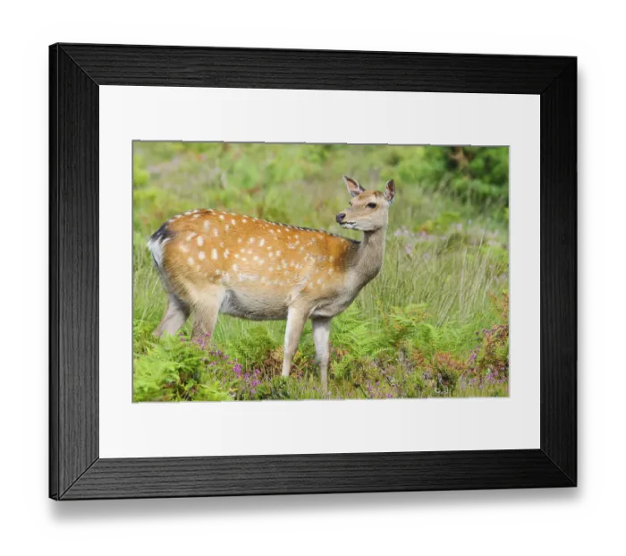 Framed Print : Sika deer (Cervus nippon) introduced species