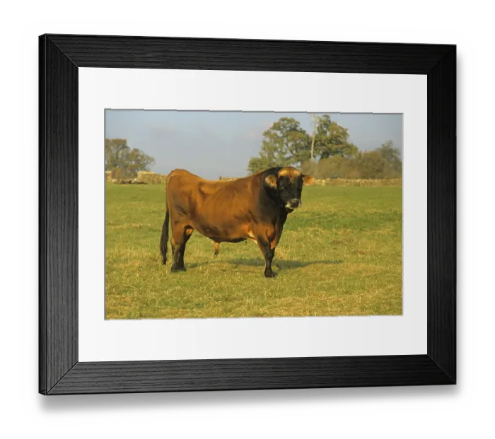 Framed Print : Jersey cattle, Jersey bull standing in the field