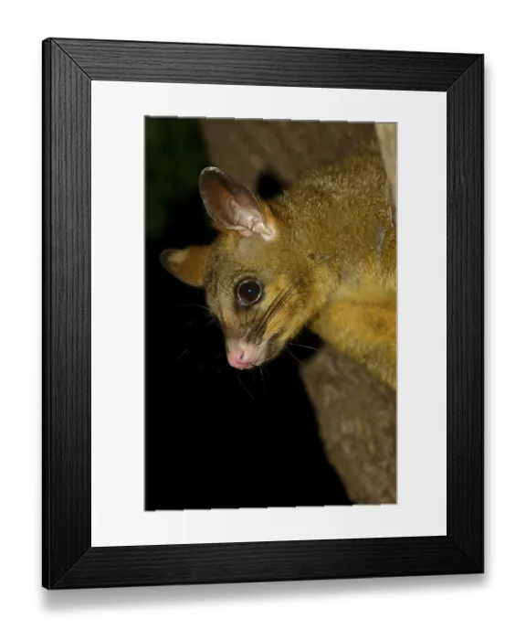 Framed Print : Common Brushtail Possum (Trichosurus vulpecula) adult Framed Print : Common Brushtail Possum (Trichosurus vulpecula) adult