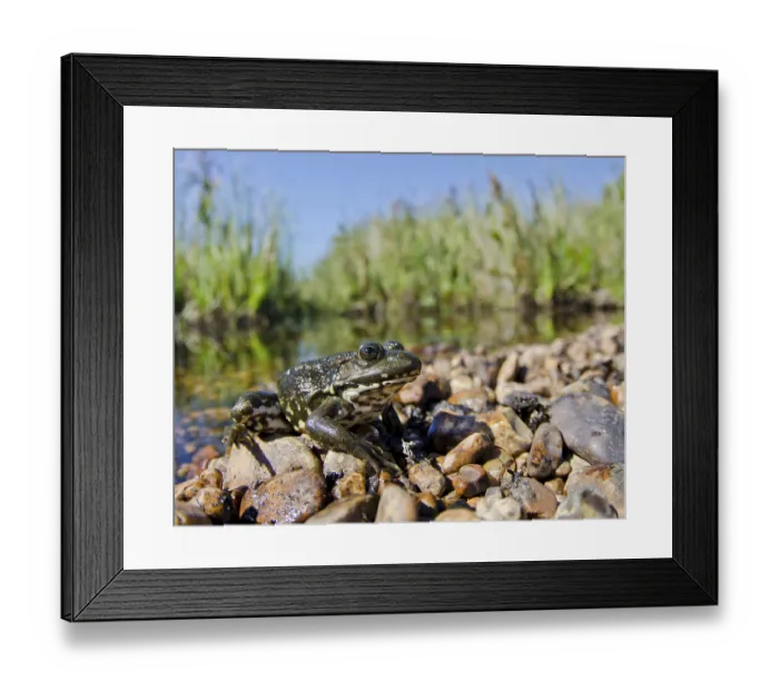 Framed Print : Marsh frog (Pelophylax ridibundus) Framed Print : Marsh frog (Pelophylax ridibundus)
