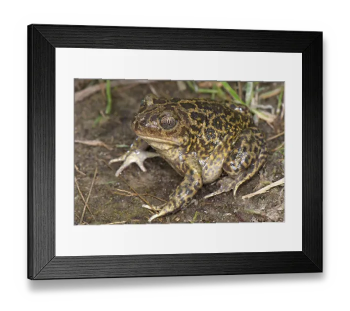 Framed Print : Western Spadefoot (Pelobates cultripes) adult