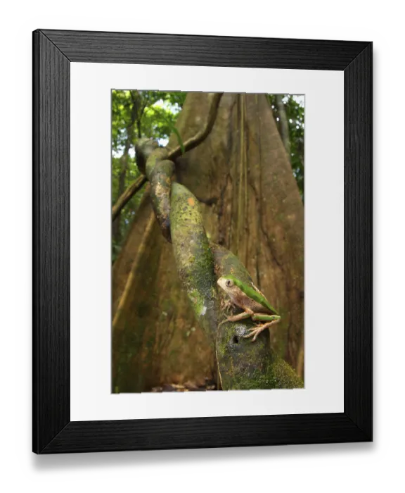 Framed Print : Tree Frog, Tree Frogs, Tree Frogs