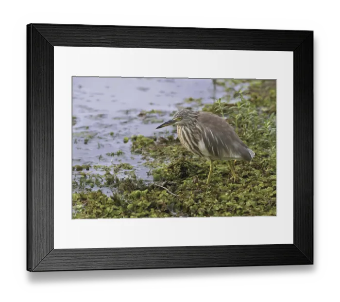 Framed Print : Indian indian pond heron (Ardeola grayii) adult Framed Print : Indian indian pond heron (Ardeola grayii) adult
