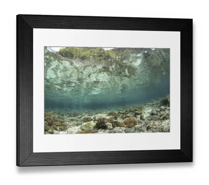 Framed Print : View of shallow water coral reef habitat