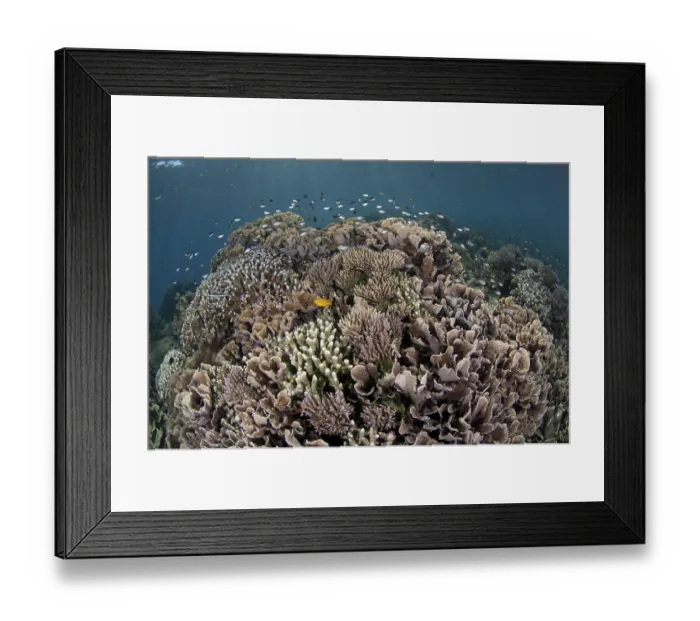 Framed Print : Coral reef habitat with various fish species