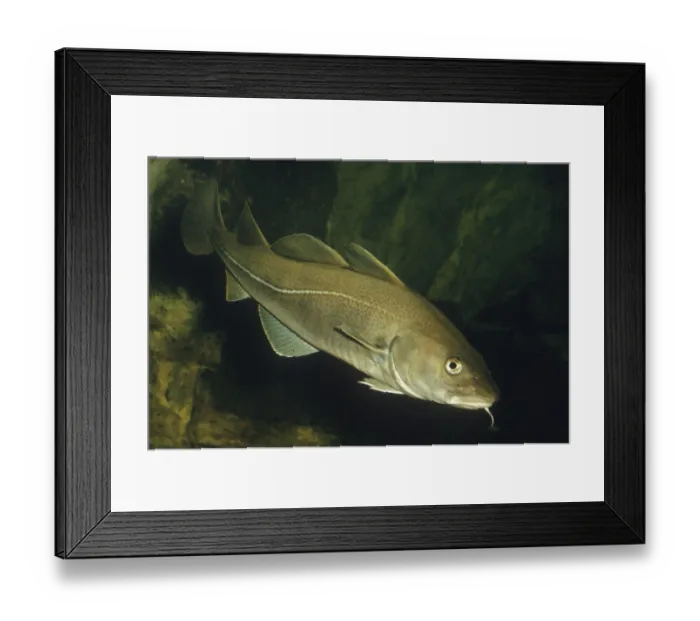 Framed Print : Atlantic cod (Gadus morhua), Cod