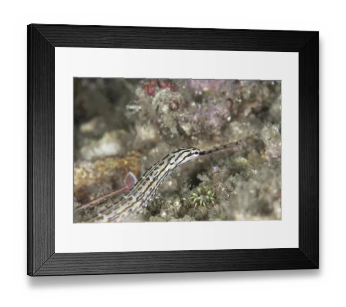 Framed Print : Schultz's Pipefish (Corythoichthys schultzi) adult