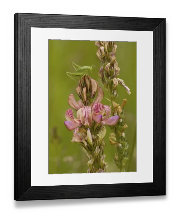 Framed Print : Sainfoin (Onobrychis viciifolia) flowering