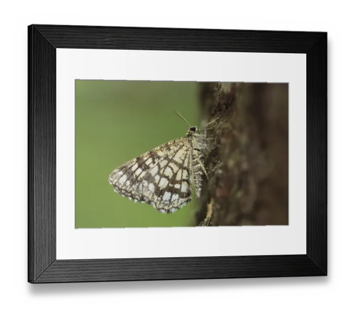 Framed Print : Latticed heath (Chiasmia clathrata) adult