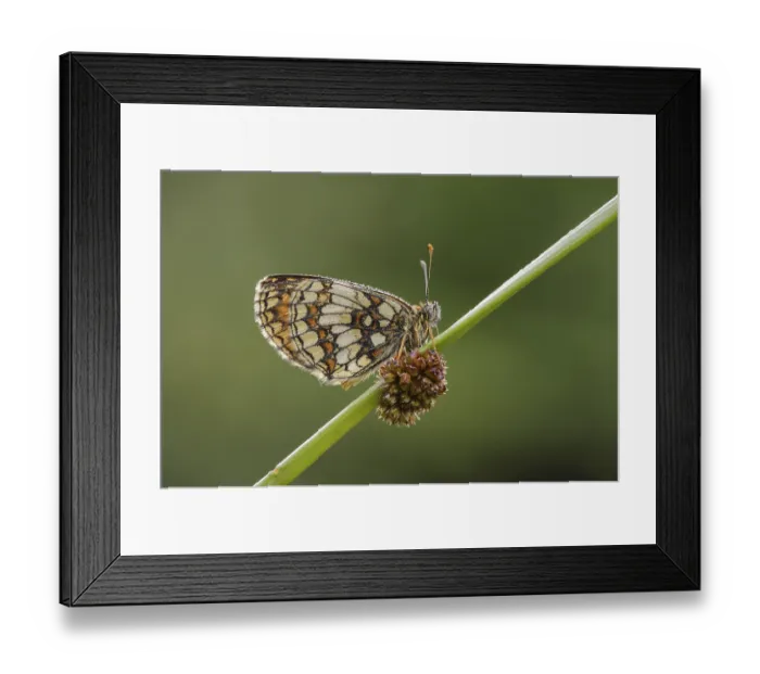 Framed Print : Mellicta athalia, Heath Fritillary (Melitaea athalia)