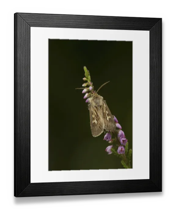 Framed Print : Antler moth (Cerapteryx graminis)