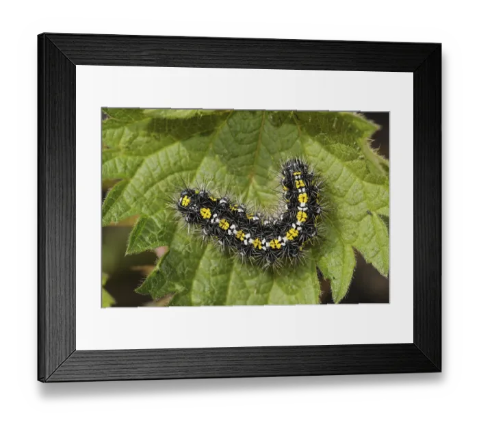 Framed Print : Scarlet tiger moth (Callimorpha dominula)
