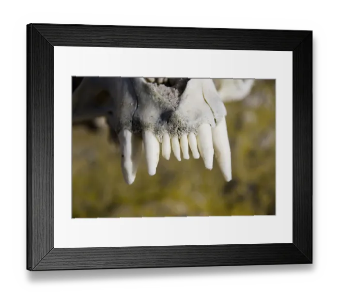 Framed Print : South (otariidae) american sea lions
