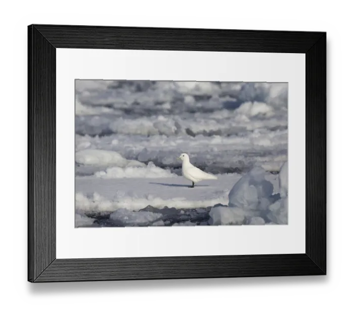 Framed Print : Ivory Gull, ivory gulls (Pagophila eburnea)