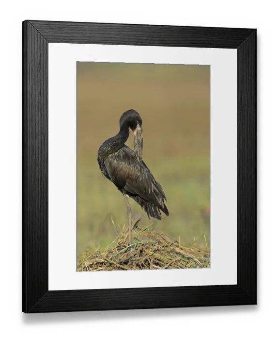 Framed Print : African Open-billed Stork (Anastomus lamelligerus) adult Framed Print : African Open-billed Stork (Anastomus lamelligerus) adult
