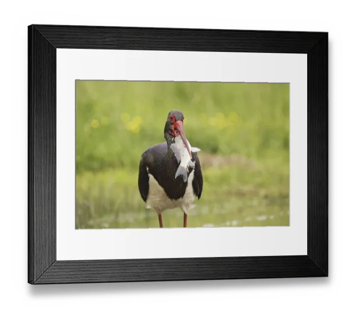 Framed Print : Black Stork, black storks (Ciconia nigra) Framed Print : Black Stork, black storks (Ciconia nigra)