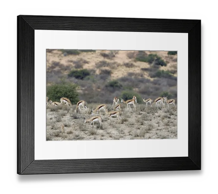 Framed Print : Springbok (Antidorcas marsupialis) herd