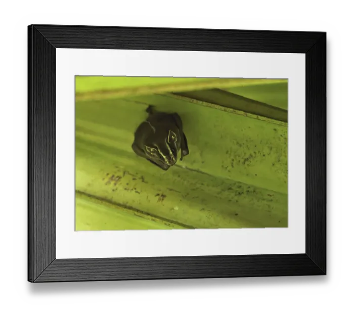 Framed Print : Tent-building bat, Tent-building bat Framed Print : Tent-building bat, Tent-building bat