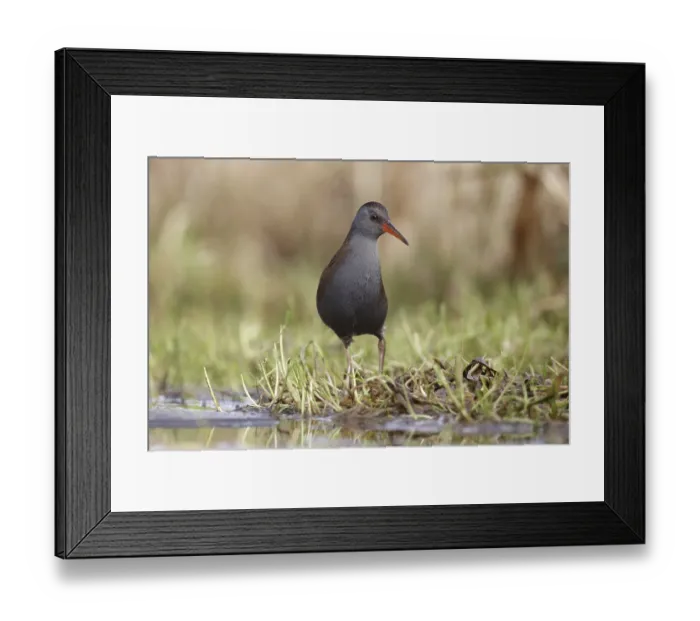 Framed Print : Water Rail (Rallus aquaticus) adult