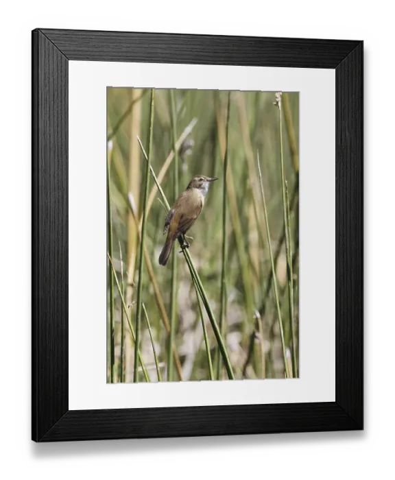 Framed Print : Australian Reed-warbler (Acrocephalus australis) adult Framed Print : Australian Reed-warbler (Acrocephalus australis) adult