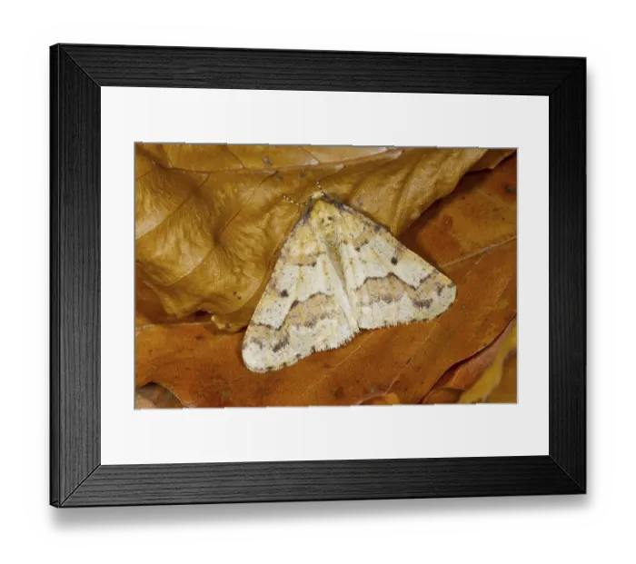 Framed Print : Mottled umber (Erannis defoliaria)